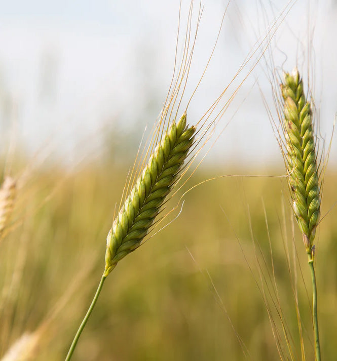 Bio Landwirtschaft Feld